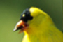 I was struck by the yellow color of this bird against the green background. It has the layout to be used in a few different ways for advertising. 